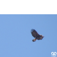 گونه عقاب طلایی Golden Eagle